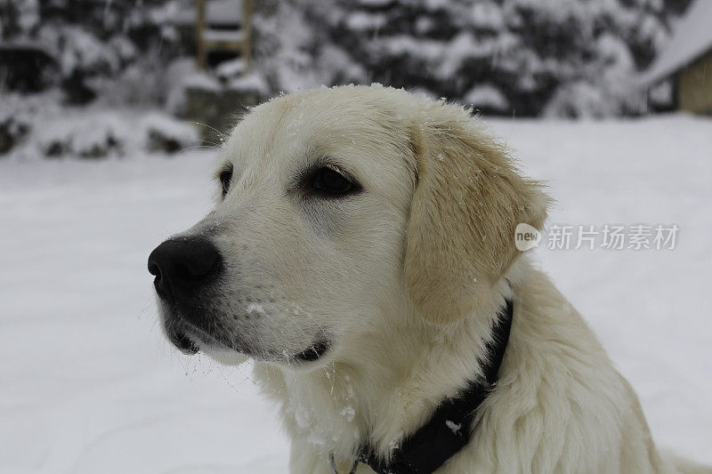 雪地里的白色金毛寻回犬