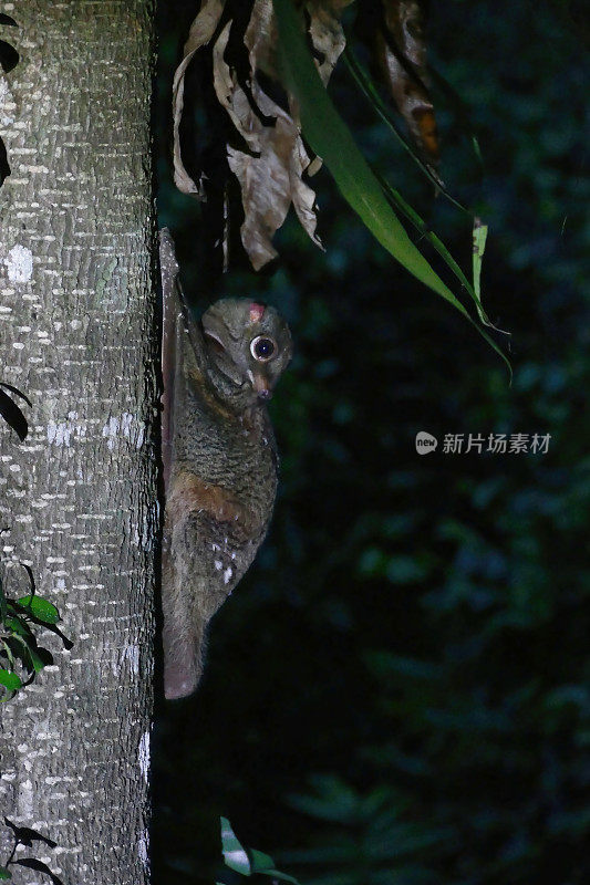 马来亚飞猫在黄昏