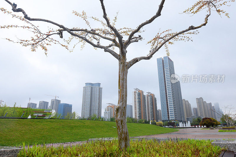 中国山东省日照市，花儿在春雨中绽放