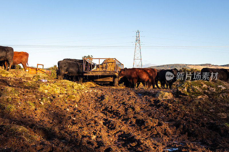 土壤侵蚀，由于在苏格兰的一个饲养场的肥牛在冬季放牧