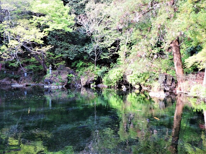 日本。4月。日本传统池塘。