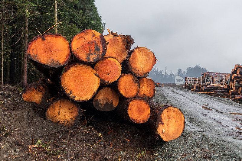 温哥华岛上的伐木业
