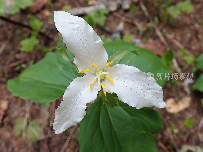 落基山鸢尾花