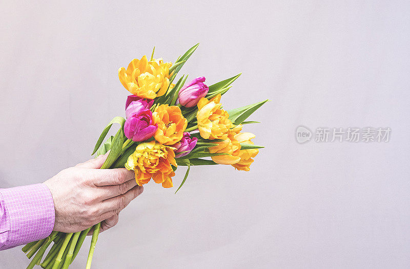 男子的双手特写，捧着一束春天鲜艳的鲜花，一束郁金香。灰色背景上一大束黄色和紫色的郁金香。