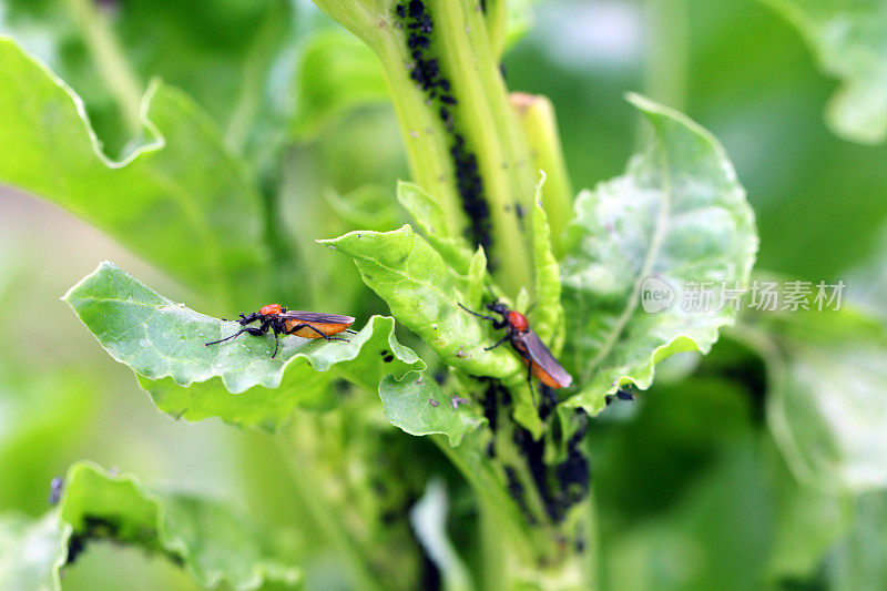 3月蝇(比比奥hortulanus)和爱虫在甜菜上。这种昆虫的幼虫生活在土壤和受损的植物根部。