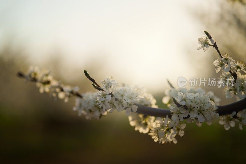 日出梅花