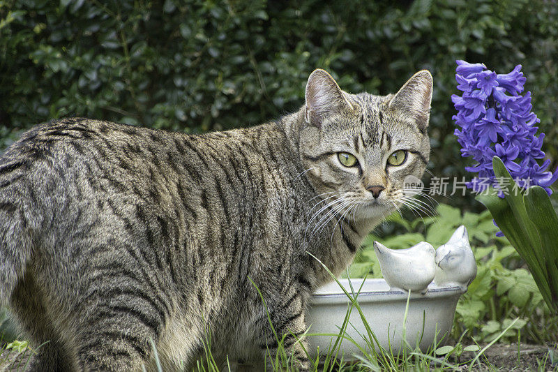 花斑家猫在花园的浇水点看着相机