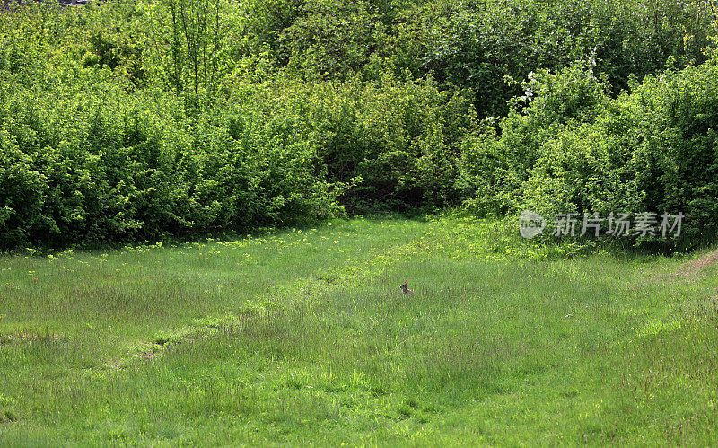 一只兔子在加拿大不列颠哥伦比亚省的绿道上观察