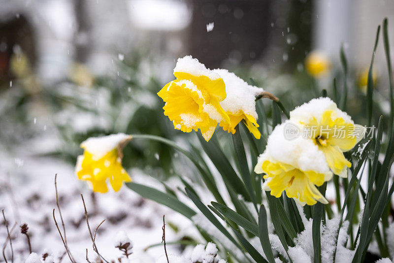 在暴风雪期间，黄色水仙花被雪覆盖