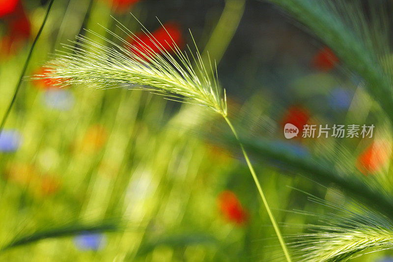 初夏五彩缤纷的草地