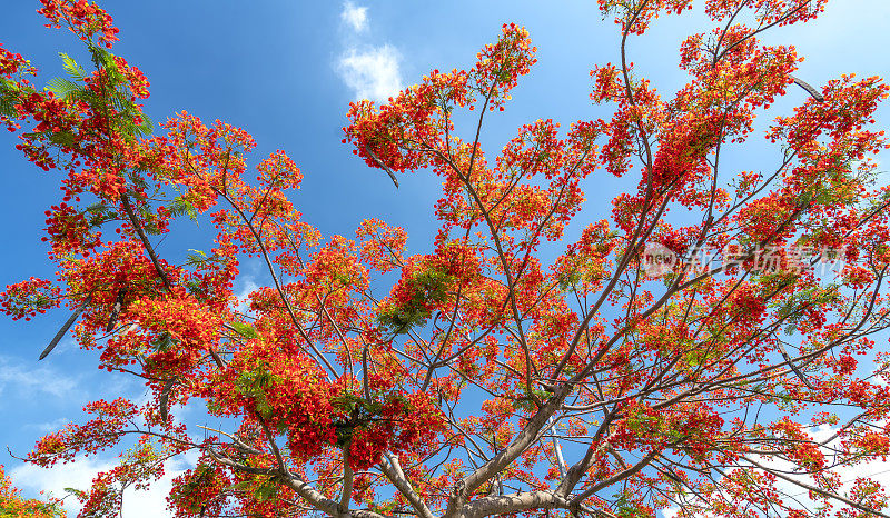 红色的皇家poinciana花盛开在夏天