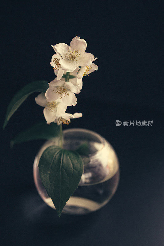 花瓶茉莉花