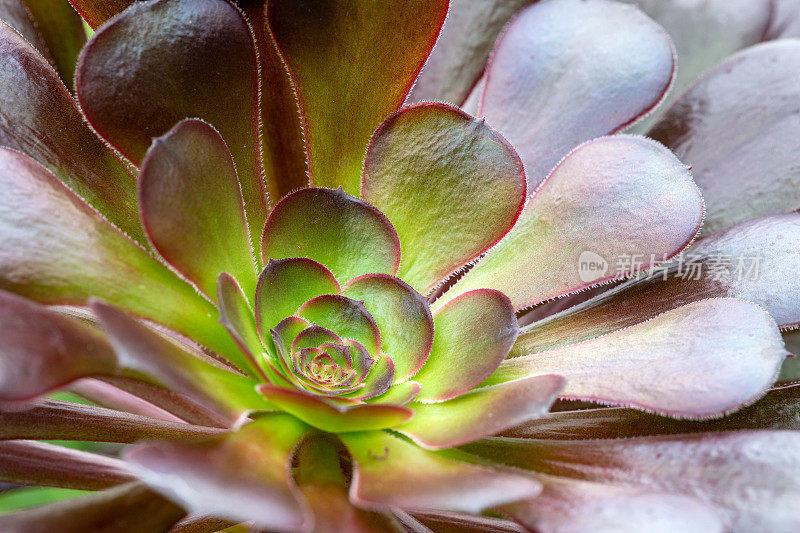 雄蕊的Aeonium