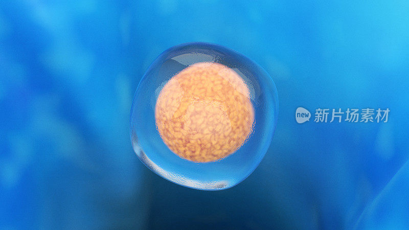 干细胞的详细图像