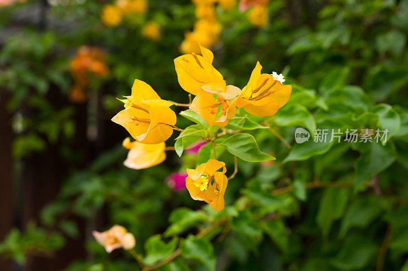 黄色的叶子花属