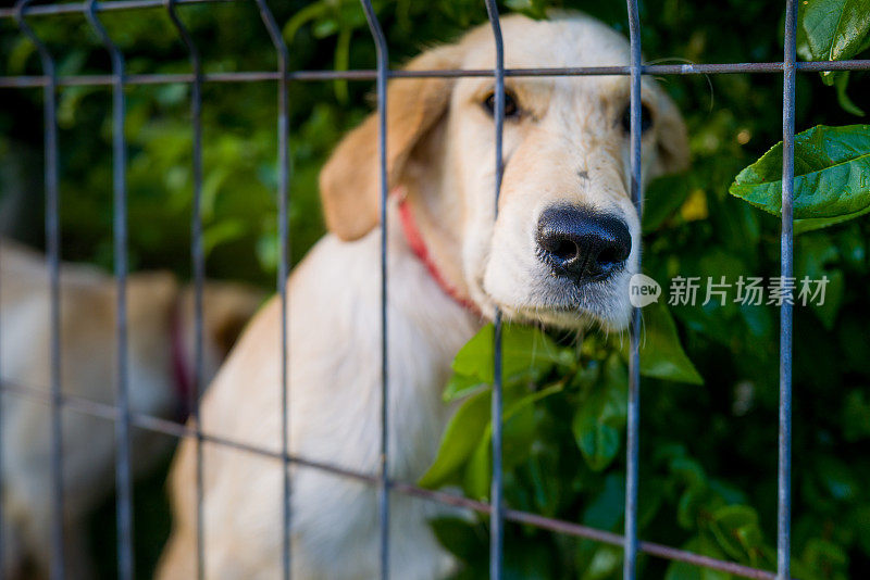 拉布拉多寻回犬被困在铁丝网后面