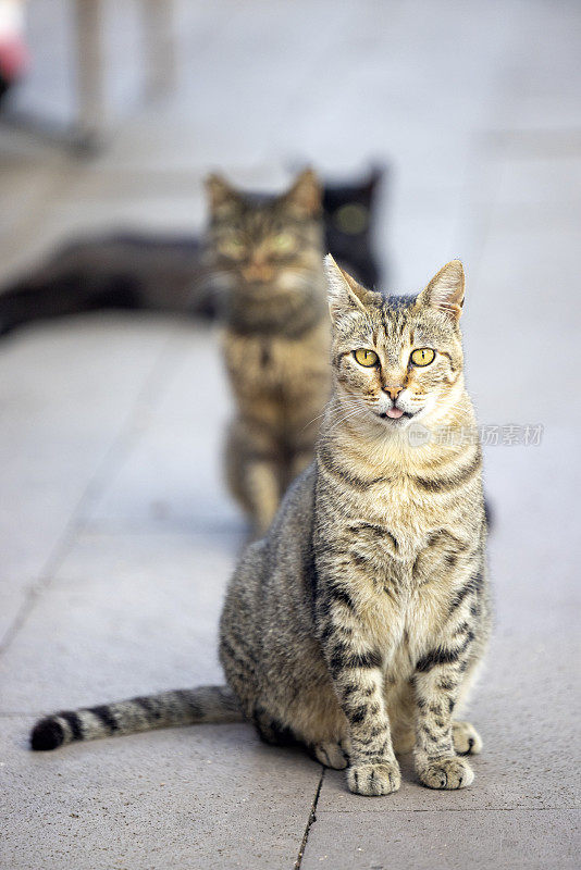 可爱的流浪猫