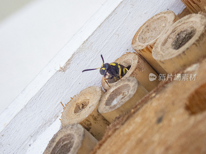 黑苍龙以昆虫为家