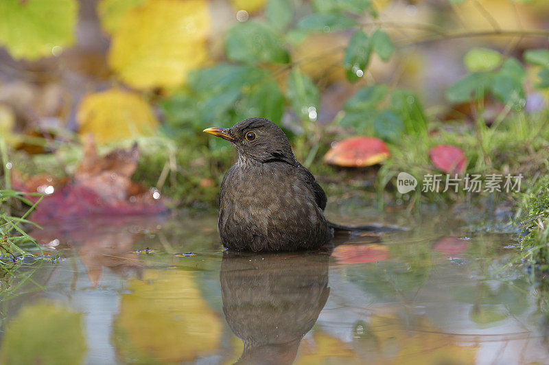 水中黑鸟(乌鸫)