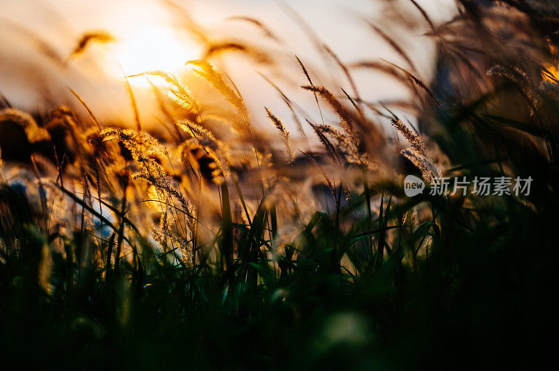 近距离拍摄的Mission草地背面的灯光在阳光下闪闪发光