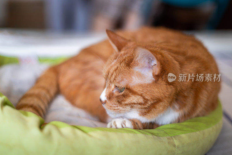 姜猫多年在床上裹着毯子。舒适的家和放松的概念