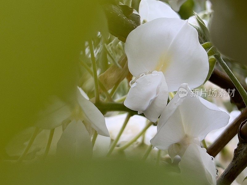 白色开花紫藤与雨滴