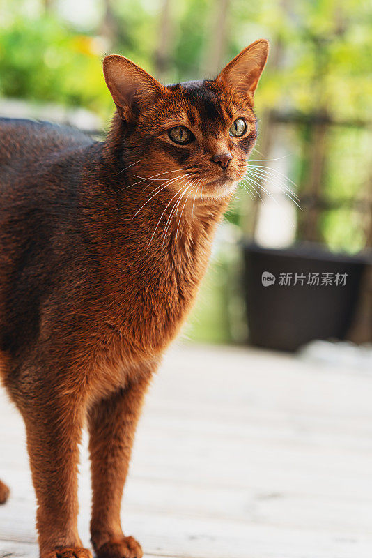 阿比西尼亚猫