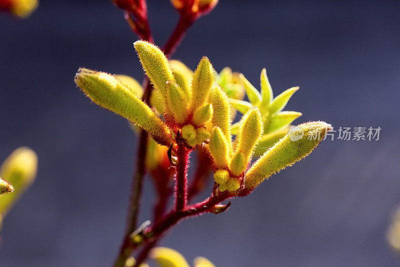 特写黄色袋鼠爪花蕾和花，微距摄影，背景复制空间