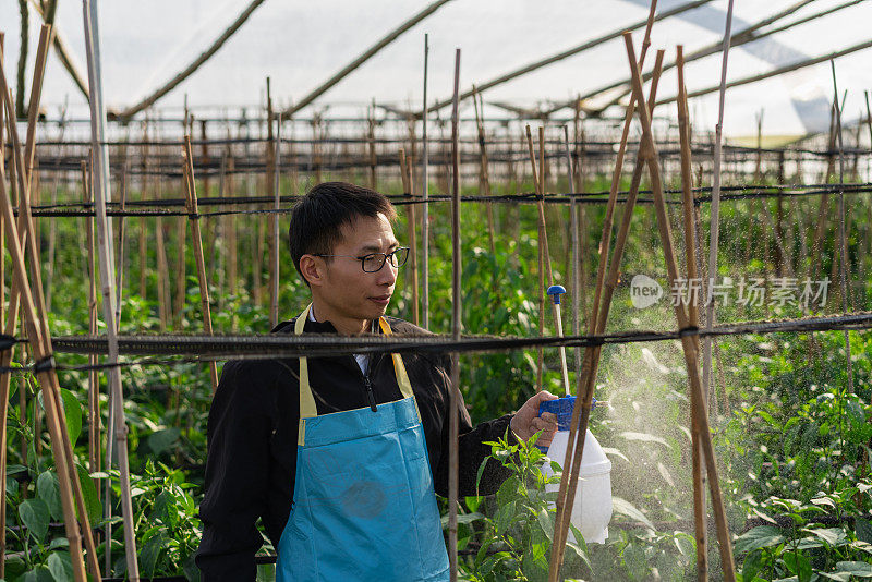 在蔬菜温室工作的农民