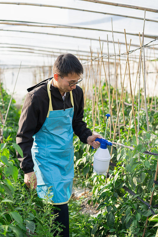 在蔬菜温室工作的农民