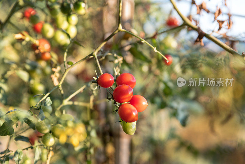 有机菜园中的樱桃番茄