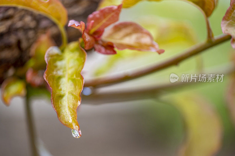 雨滴从彩色的叶子上落下