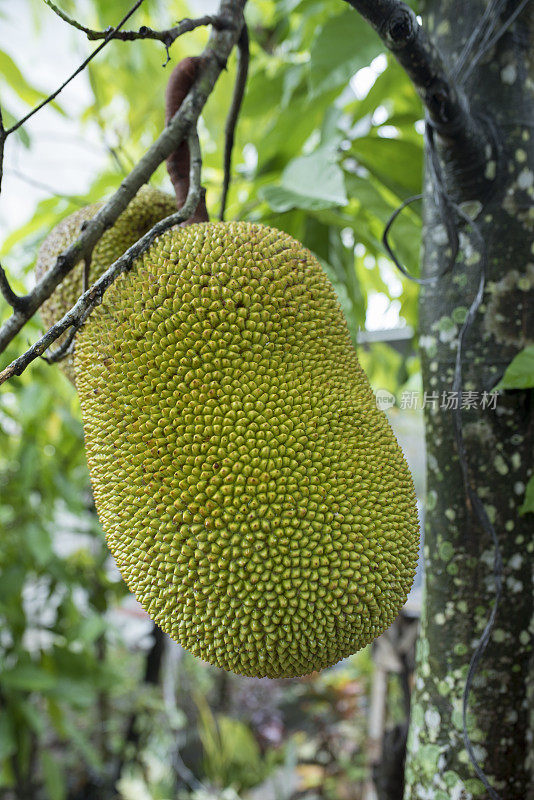 挂在热带树上的菠萝蜜
