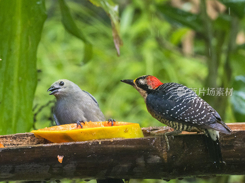 棕榈唐纳和黑颊啄木鸟在为喂鸟器争吵