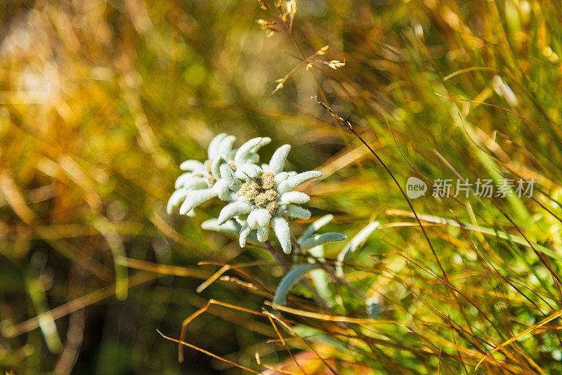 雪绒花花