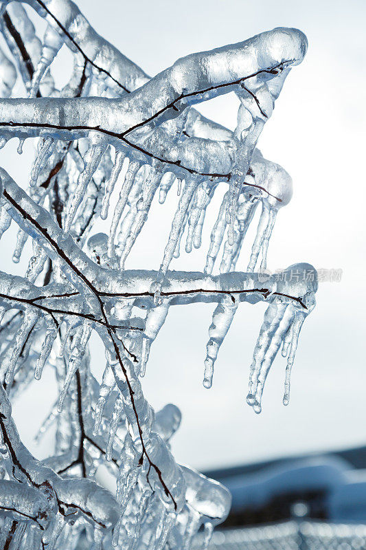 冬天被雨夹雪冰冻的树枝