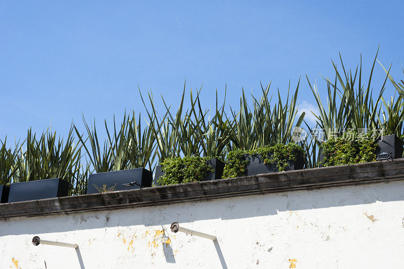 墨西哥，圣米格尔德阿连德，屋顶上的盆栽植物