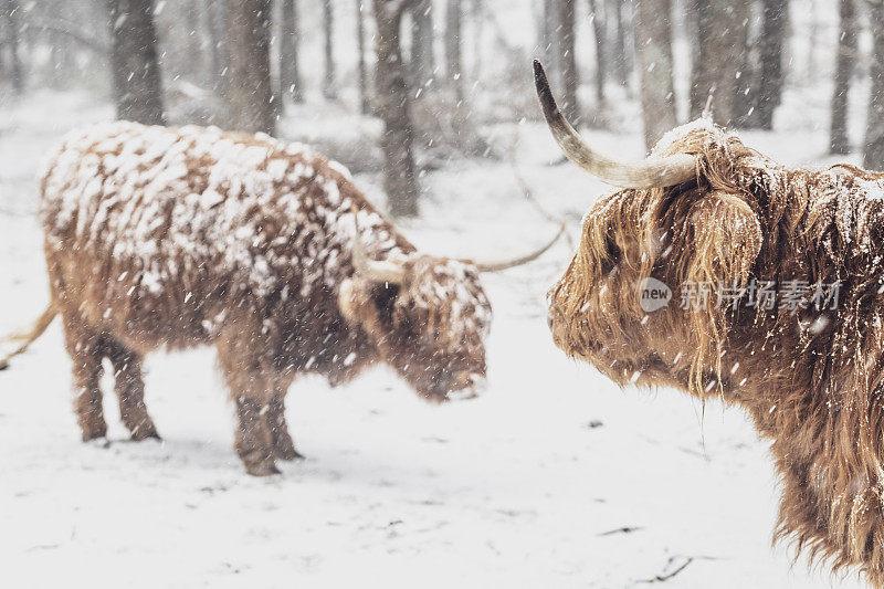 雪中的苏格兰高地牛群的肖像