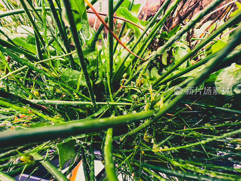 绿色的花园植物被雨滴覆盖。