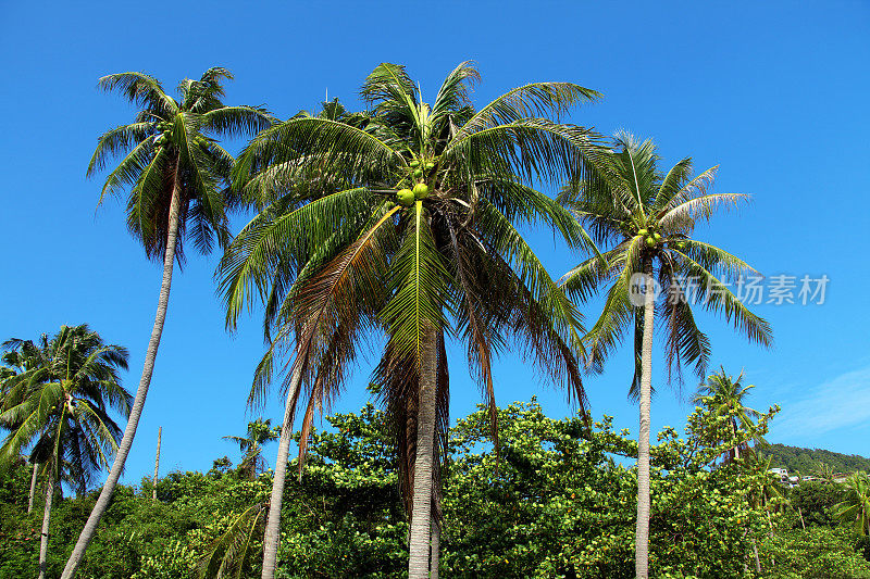 高高的椰子树在阳光明媚的蓝天上