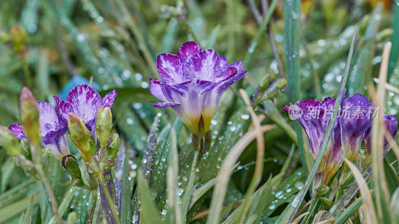 近距离拍摄紫色小苍兰的天然花朵，雨滴在盛开