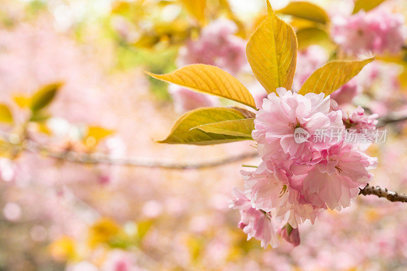 樱花特写(satozakura)