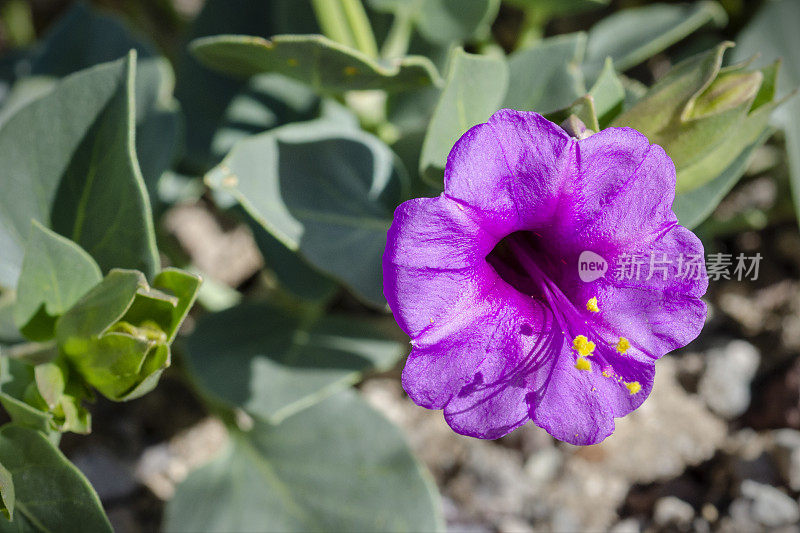 科罗拉多4点钟方向的紫色花，多花奇异花
