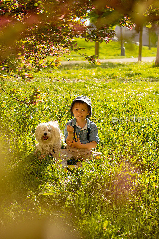 时尚的学龄前儿童，可爱的男孩和他的宠物狗，马耳他品种，在公园的一棵盛开的树下玩口琴