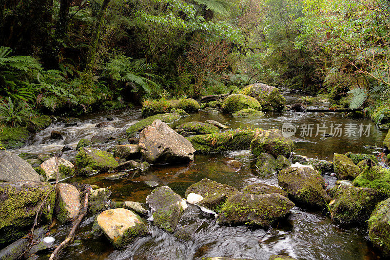 温带雨林河，新西兰