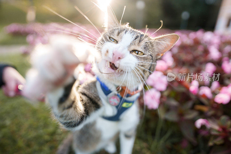 在花园里玩耍的猫