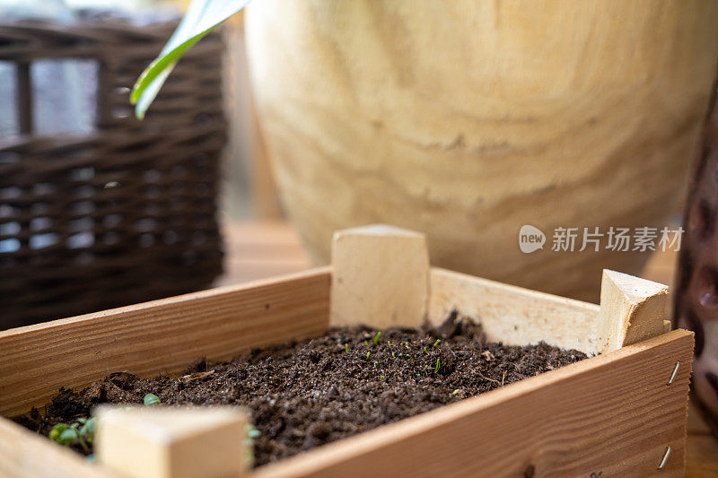 阳台上的木箱里，一群绿色的嫩芽从土里长出来。