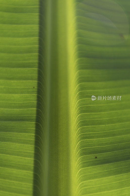 明亮背光香蕉叶中脉区与光叶脉和阴影的低角度视图，集中在前景