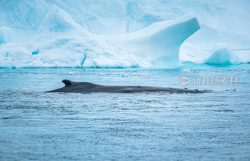 座头鲸回到格陵兰岛