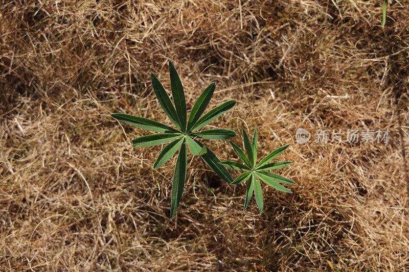 加拿大绿化带上的幼苗和干草